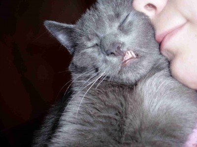 Ten homo sapiens nejsem já..